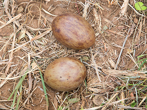 Denham's Bustard eggs
